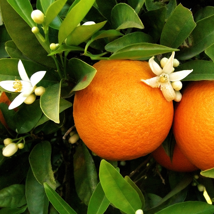 fleur d'oranger