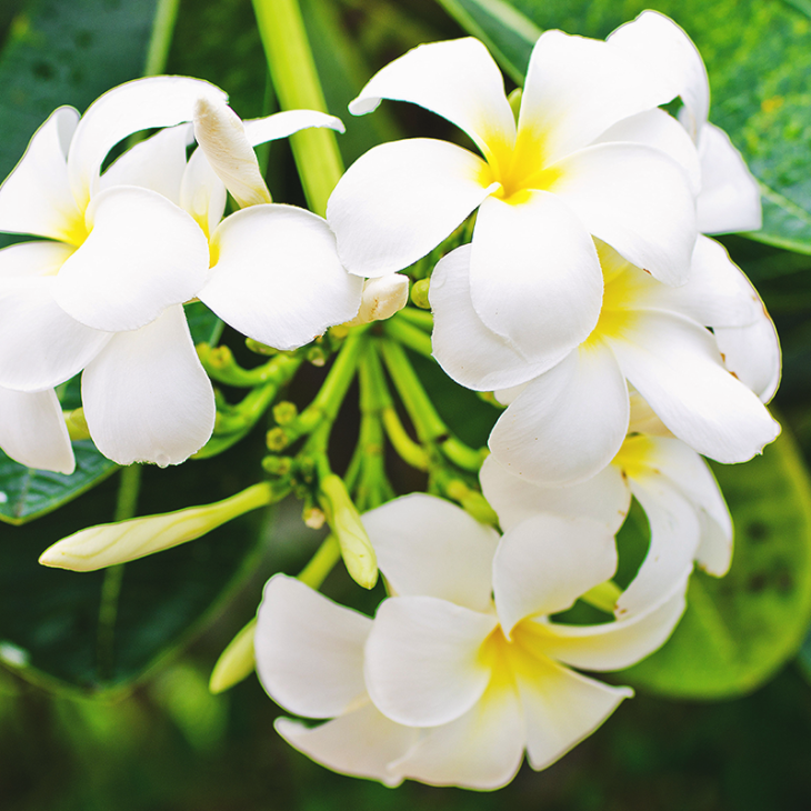 Parfum Fleur de Monoï