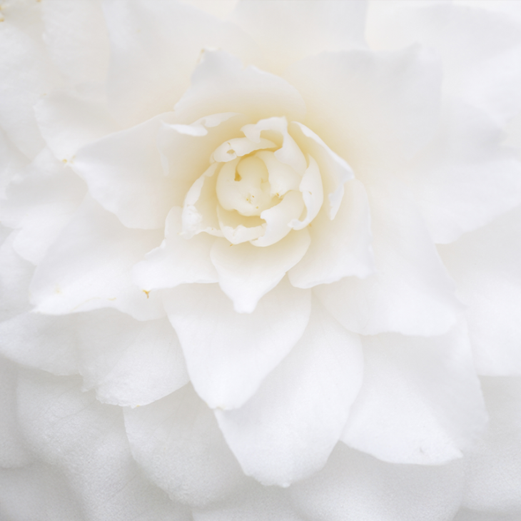 Parfum Camélia Blanc